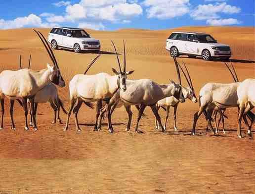 camel ride in dubai desert safari